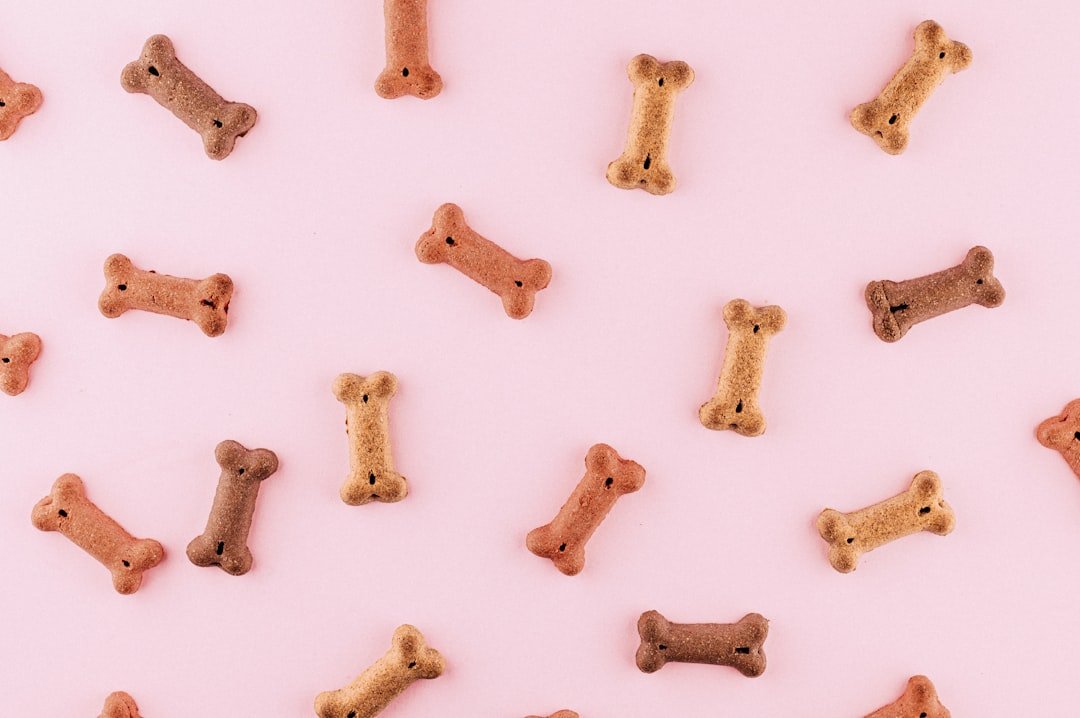 multicolored-dog-bone-toys-w6eladh-jww